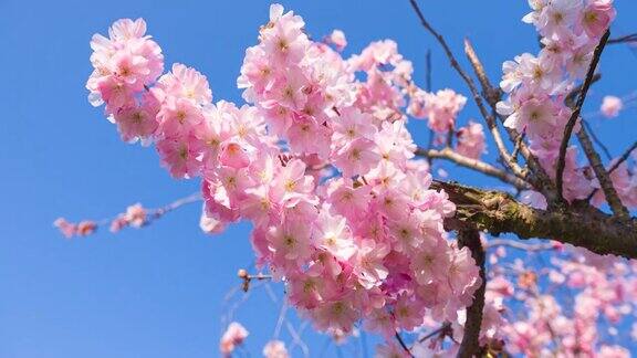 春天樱花盛开的树枝