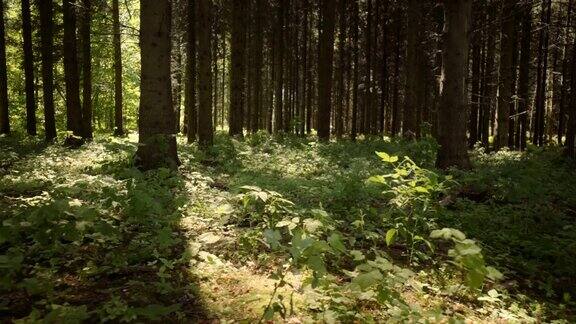 阳光照射的森林