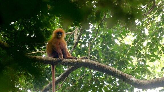 一只金叶猴坐在树枝上