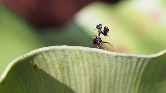 叶子上的黑螳螂幼虫