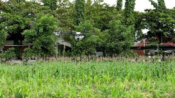 农业无人机飞行和喷洒液体肥料或除草剂在玉米田