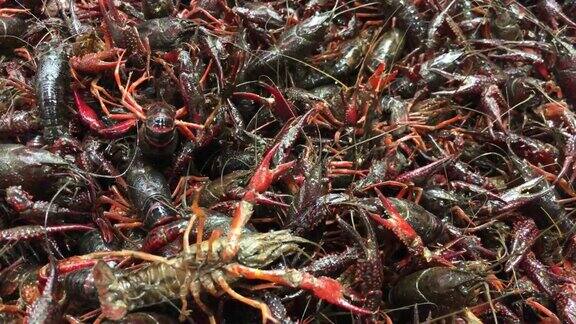 在海鲜市场一堆活龙虾在托盘里待售