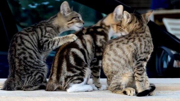 三只可爱的小猫咪互相依偎、梳理毛发