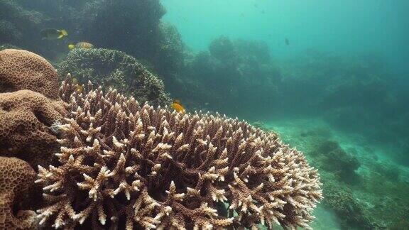 水下的珊瑚礁和热带鱼Camiguin、菲律宾