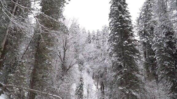 冬天森林里的降雪