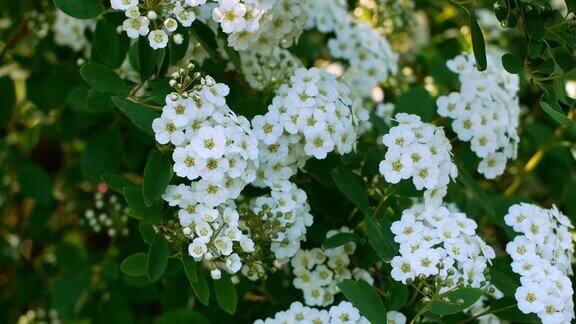 开着白色小花的开花灌木春天的风景与一束娇嫩的花特写镜头