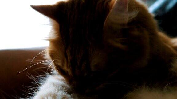 毛茸茸的姜黄色猫在家里舔舐尾巴