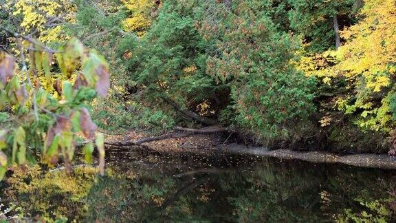 秋天的河流和瀑布森林自然景观魁北克加拿大