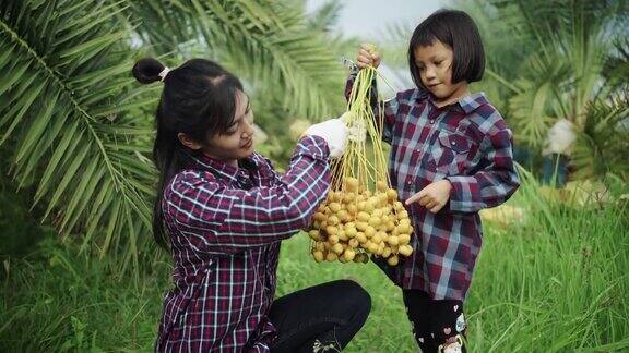母亲和女儿正在采摘椰枣果实