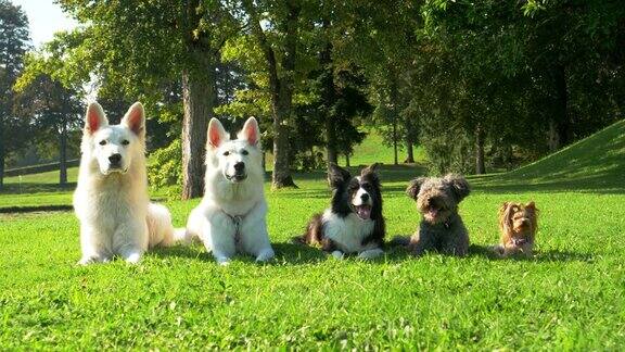 五只狗从大到小排成一行躺在公园里它们只是静静地坐着看起来很漂亮