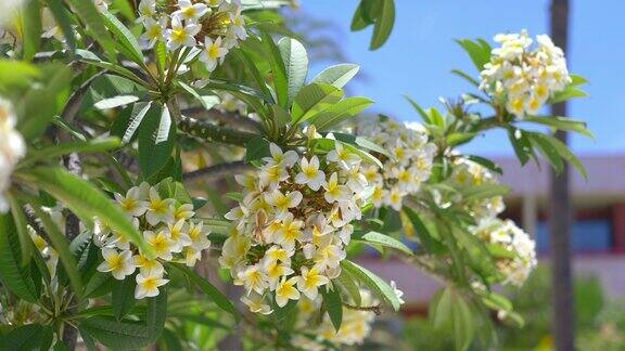 《夏威夷白色鸡蛋花》4k慢镜头60帧秒