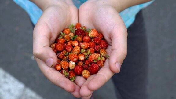草莓的特写孩子手里拿着刚摘下来的熟的、红的、新鲜的草莓从上往下看