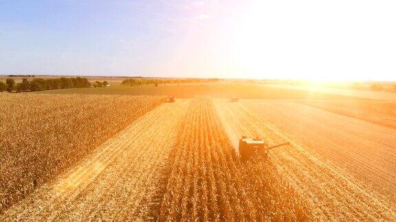 鸟瞰日落时的玉米收获