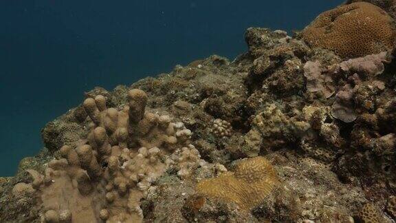 日本小笠原群岛深海暗礁上的硬珊瑚群