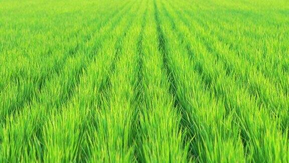 夏天稻田里的草在风中摇曳