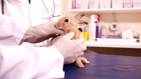 兽医在检查一只兔子