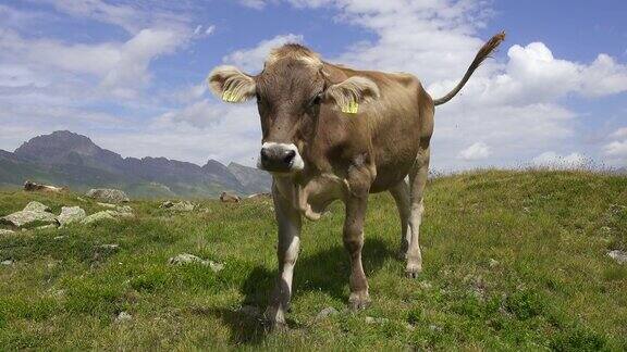 瑞士阿尔卑斯山脉上好奇的小牛