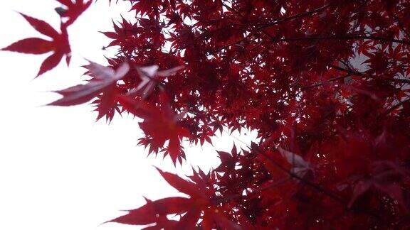 北海道札幌的红叶飘雪