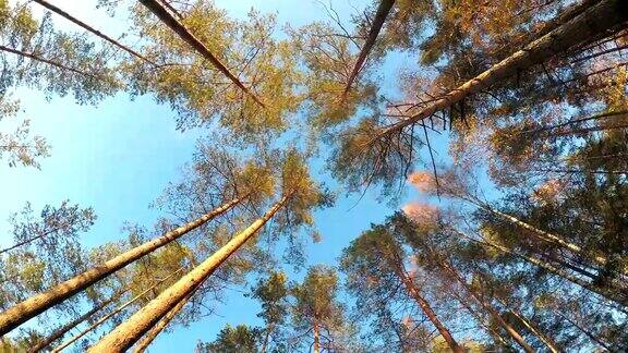 秋日森林中的树梢映衬着蓝天