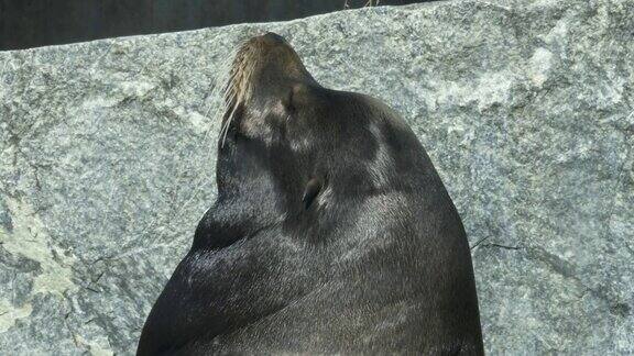 雄性海狮头的特写