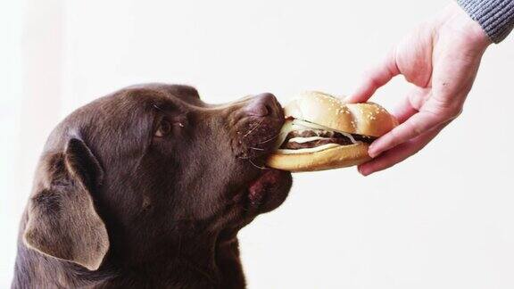 男子用手给拉布拉多猎犬喂食汉堡