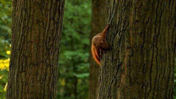 树上的小松鼠