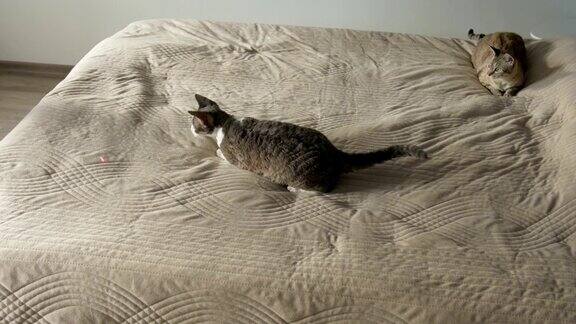 猫在床上玩激光笔