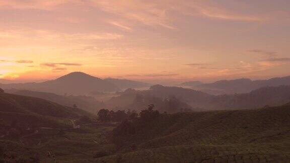日出时分马来西亚金马伦高地的迷雾茶园