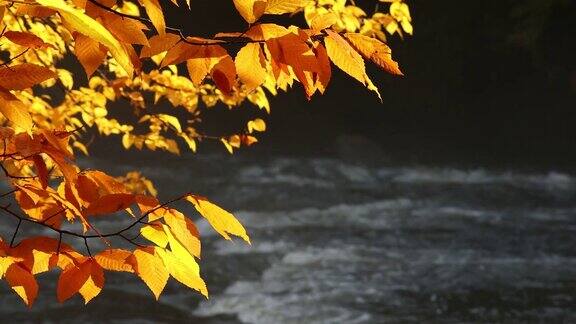 五彩缤纷的秋叶落在急流中