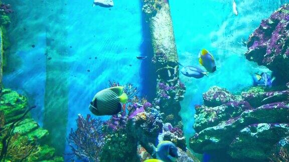 水族馆内有鱼类和珊瑚色彩斑斓的热带鱼类