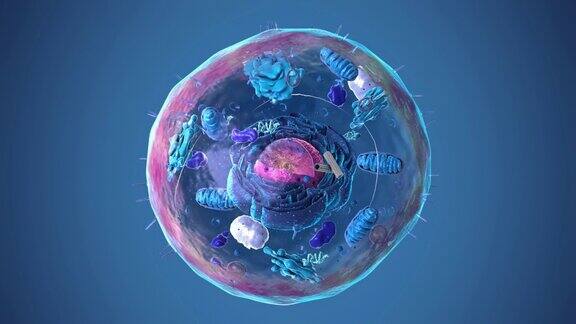 真核细胞、细胞核、细胞器和质膜的组成部分-三维插图
