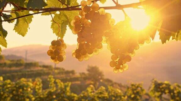 日出时白葡萄挂在葡萄藤上