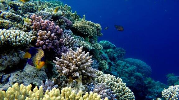 热带鱼海洋生物珊瑚礁