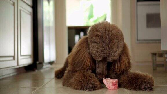 4K视频棕色标准贵宾犬在厨房吃生骨头