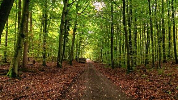 波兰秋天森林里的棕色树叶人行道