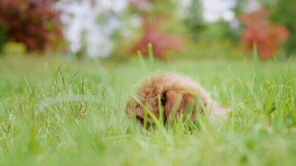 小狗在草地上玩摇着尾巴友好的宠物