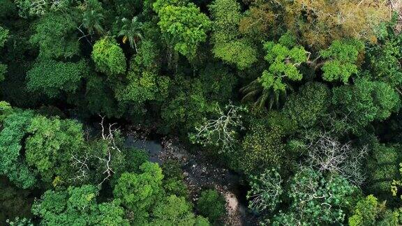 无人机拍摄的玻利维亚安博罗国家公园的雨林和一条小河