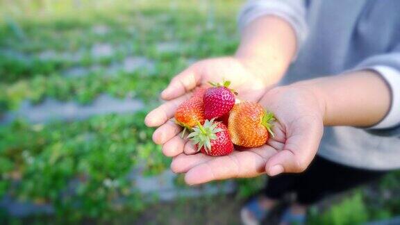 在草莓农场女人手握草莓
