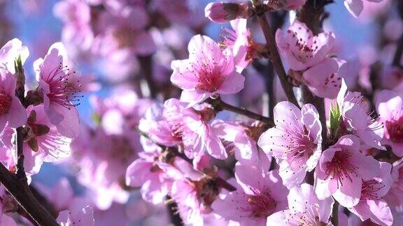 春天的花穿过粉红色的花