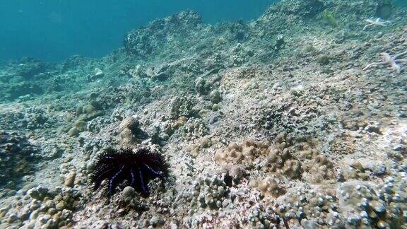 水下留下的珊瑚变白了珊瑚礁