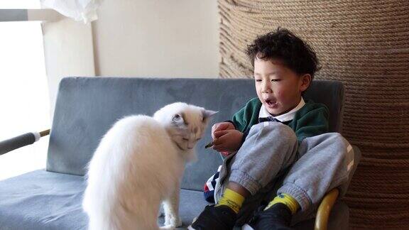 小男孩喂他的猫