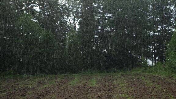 大雨绿树上的夏雨草地背景特写镜头森林里的雨天多雨的天气热带暴雨自然背景极端天气状况冰雹和雨阳光