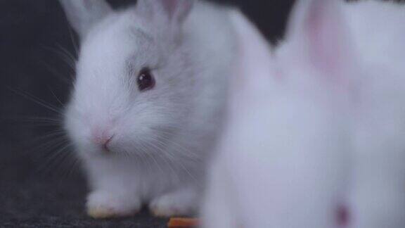 胡萝卜喂兔