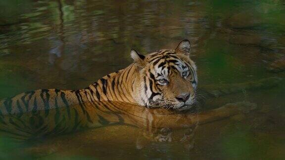 在慢镜头中一只美丽的孟加拉虎正在水坑里放松
