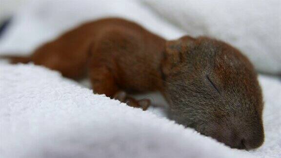 可爱的小松鼠宝宝睡着了
