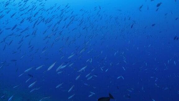 海底的一大群燧发鱼