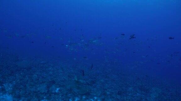 珊瑚礁中的鲹鱼群