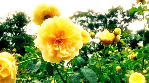 美丽的自然景观与黄色玫瑰花在阳光下的田野