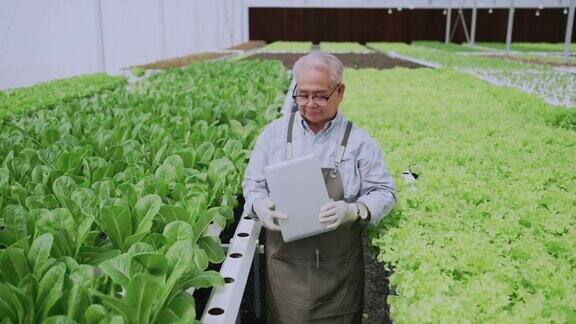 亚洲老年男性企业主观察种植有机蔬菜水培农场水菜共生农场的平板可持续商业人工照明有机蔬菜种植