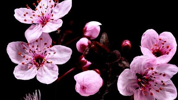 粉红色的樱花盛开-樱花